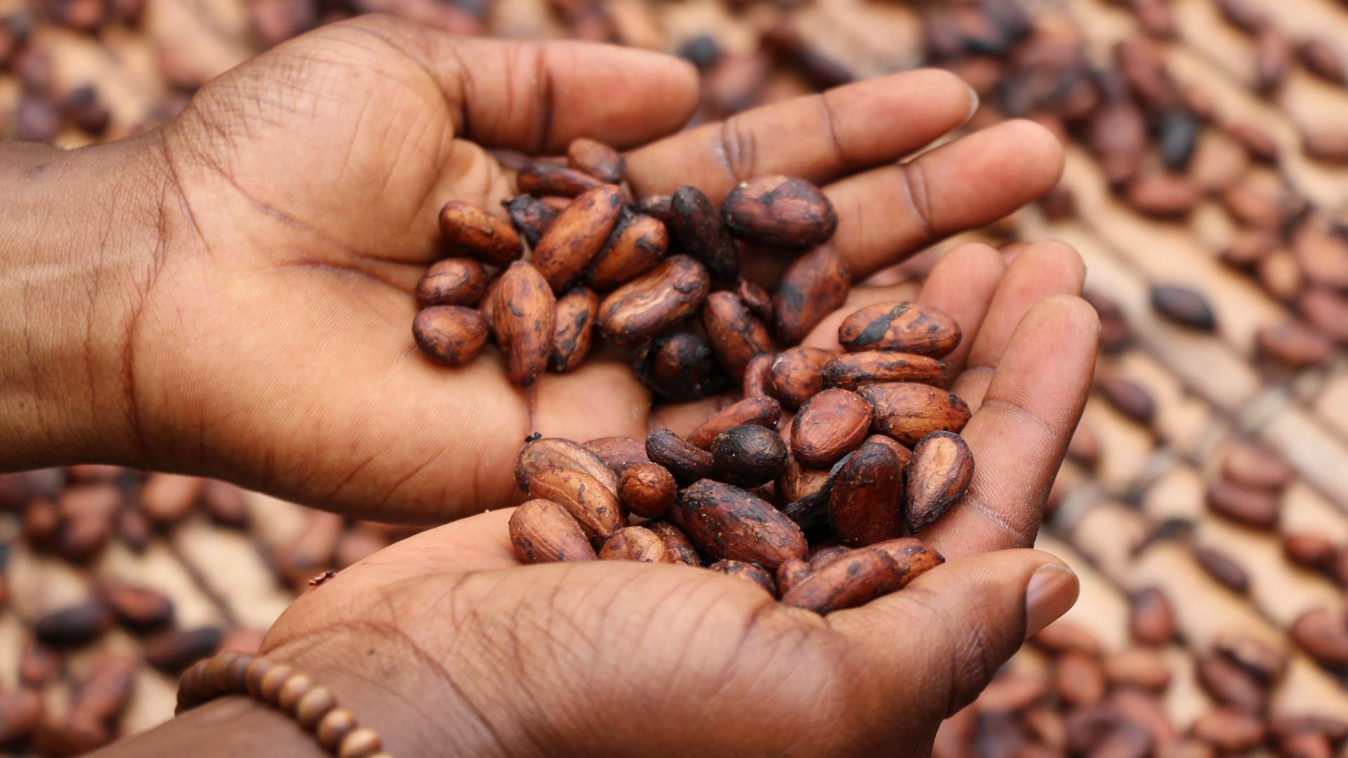 cacao-hands